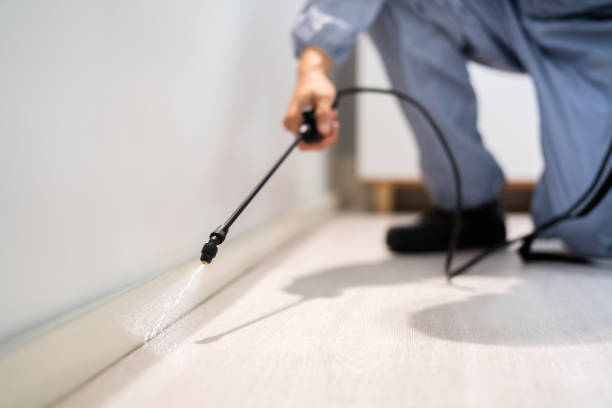 Certified termite inspector examining foundation in Longmont