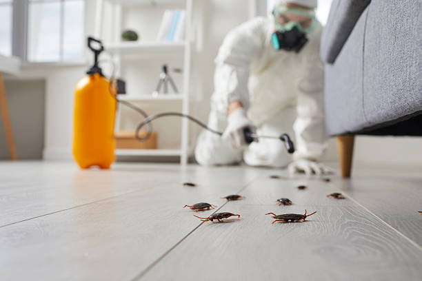 Commercial Rodent Management in Longmont